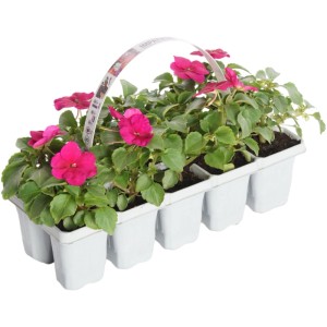 Edellieschen 10er Multipack mit pinken Blüten und grünen Blättern in weißer Trageverpackung.