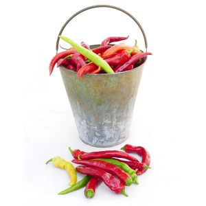 Eimer mit roten und grünen Peperoni Teufli XL (Capsicum annuum).