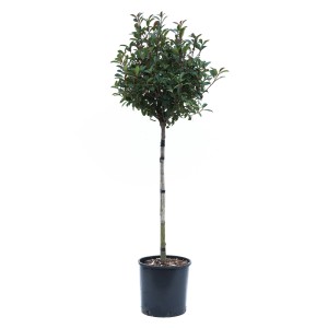 Glanzmispel Red Robin Halbstamm im Topf (ca. 18 l). Immergrünes Laubgehölz mit rotem Blattaustrieb.