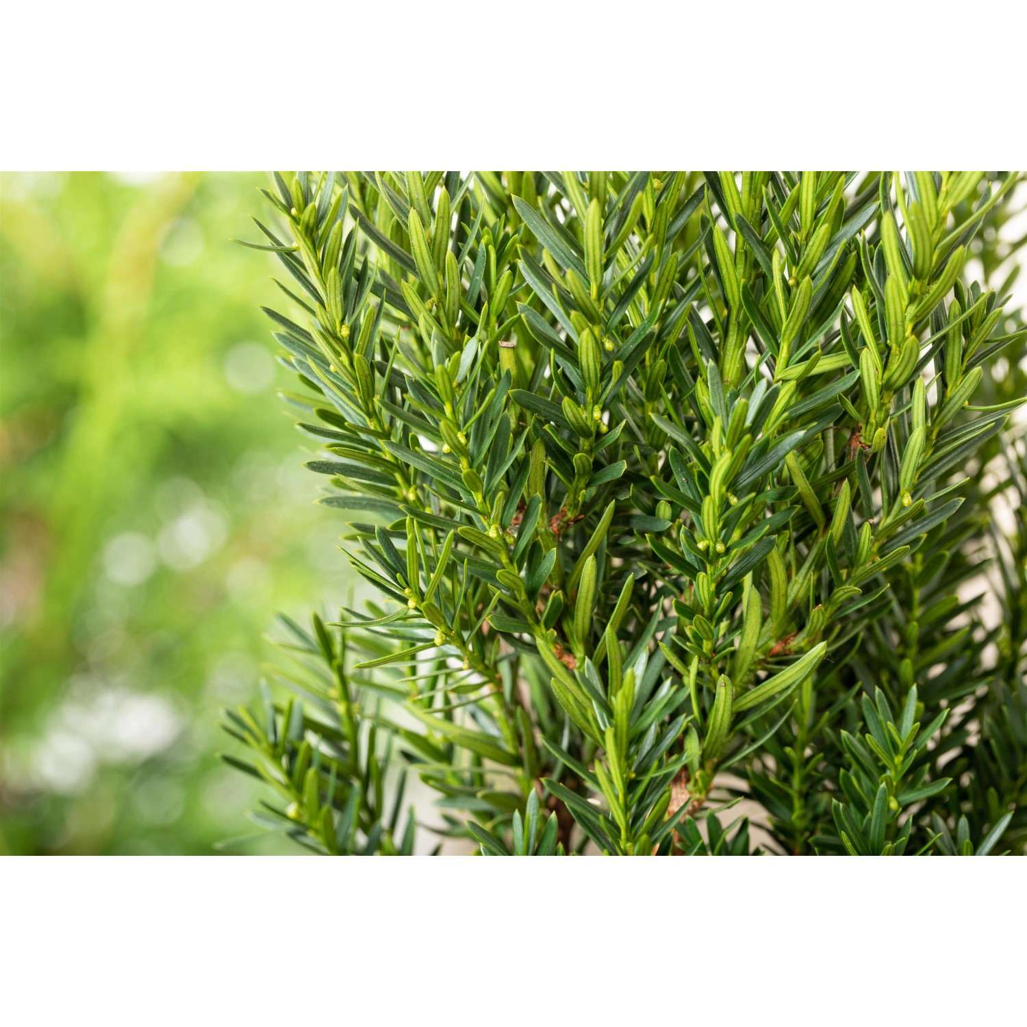 OBI BecherEibe "Hillii" Höhe ca. 50 60 cm Topf Taxus media kaufen