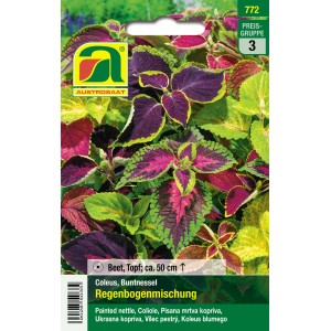 Austrosaat Buntnessel 'Regenbogenmischung' Samen mit mehrfarbigen Blättern.