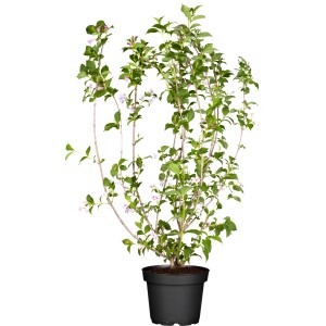 Blühende OBI Weigelie Laubschön Mix im Topf, ca. 40-60 cm hoch.