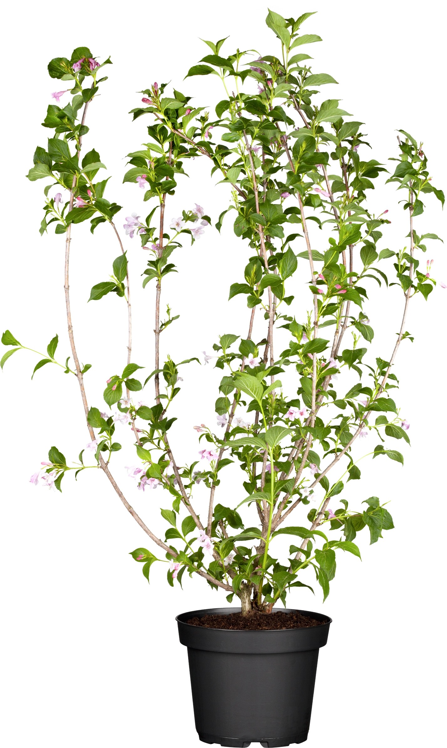 OBI Weigelie Laubschön Mix Höhe ca. 40 60 cm Topf ca. 12,8 l kaufen