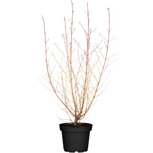 Roter Hartriegel 'Midwinter Fire' im Topf, ca. 40-50 cm hoch, ohne Laub.