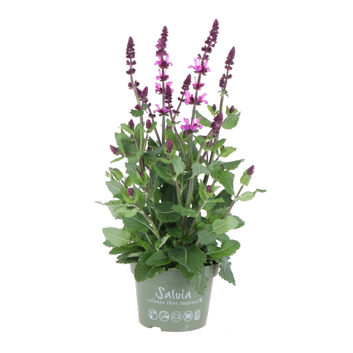 GROW by OBI ZierSalbei "Marvel Roze" TopfØ ca. 13 cm Salvia