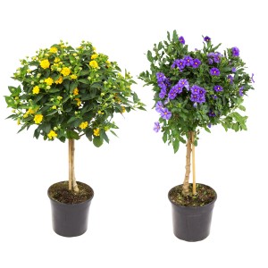 Blühende Kübelpflanzen: Blüh-Stämmchen mit gelben und lila Blüten im Topf.