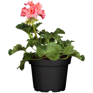 Stehende Geranie (Pelargonium Zonale) im Topf, ca. 10,5 cm Ø, mit rosa Blüten.