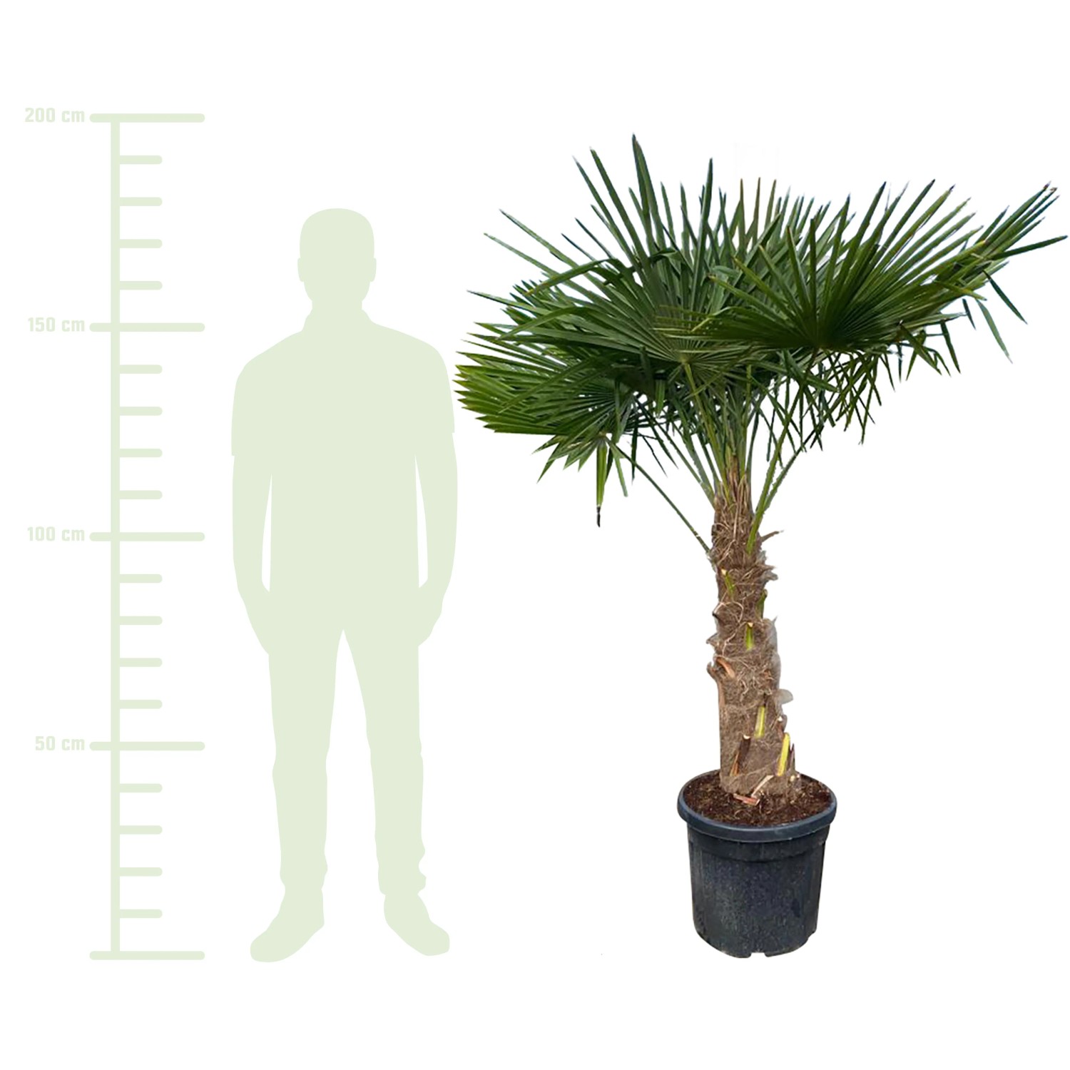 GROW by OBI Hanfpalme XXL ca. 180