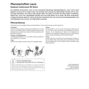 Kiepenkerl Pflanzkartoffeln Laura, 20 Stück, rote Schale, gelbes Fruchtfleisch.