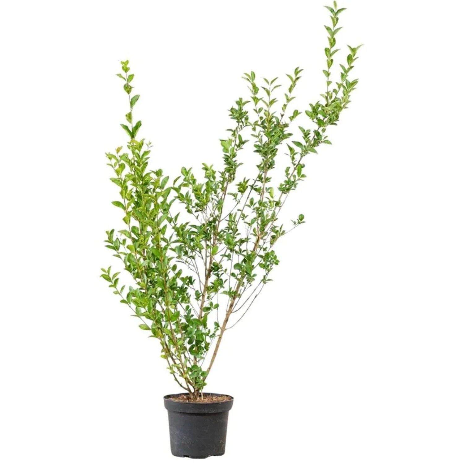 Ovalblttriger Liguster Set  60 Stck Hhe ca. 125-150 cm Ligustrum  ovalifolium kaufen bei OBI