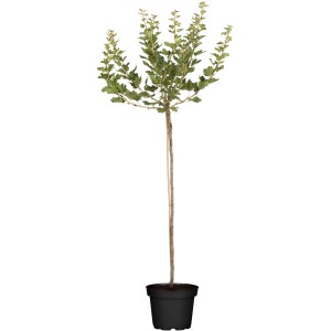 Grüne OBI Stachelbeere als Halbstamm im Topf, ca. 60-80 cm hoch.