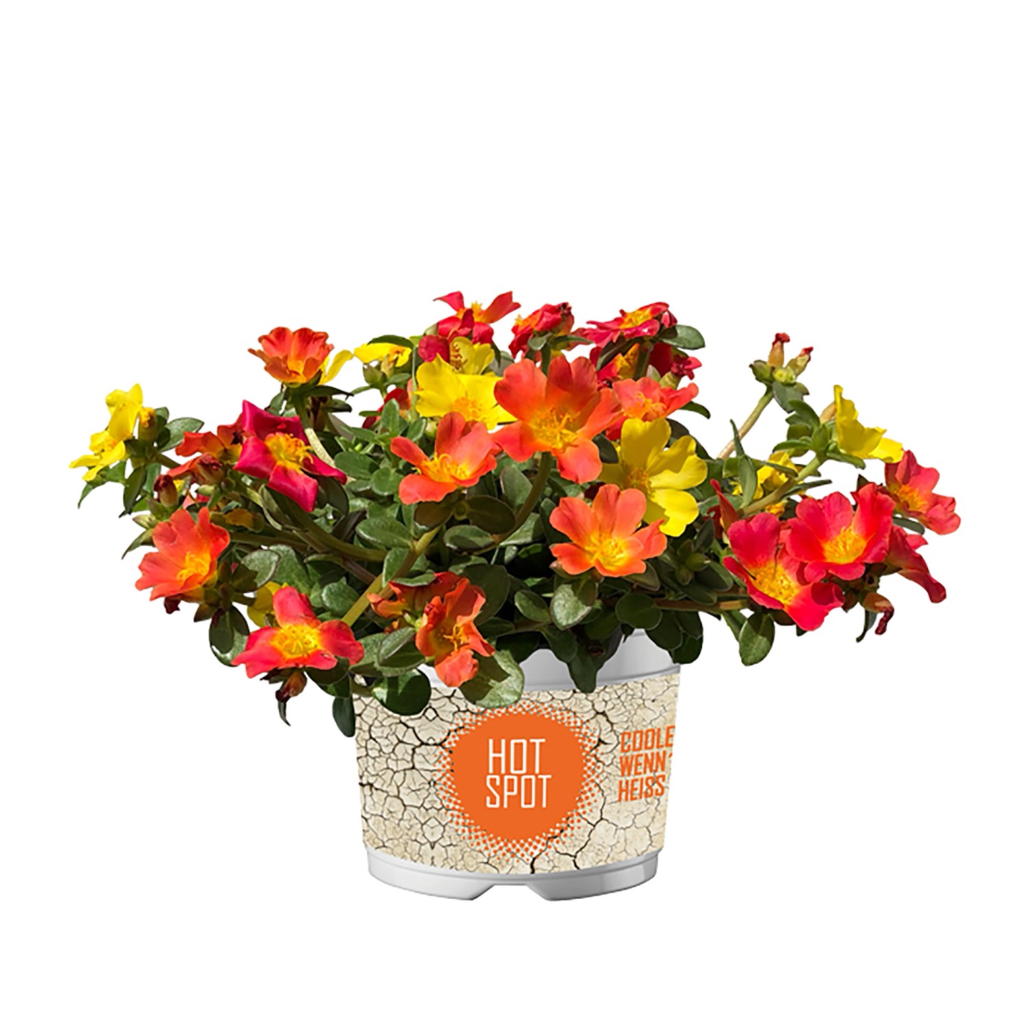 PortulakRöschen "Twin Hot Spot" TopfØ ca. 13 cm Portulaca oleracea