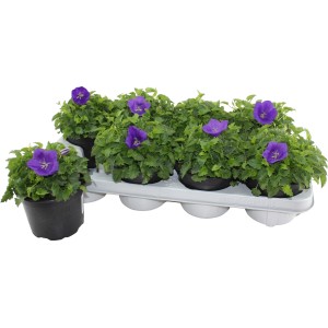 Karpaten-Glockenblume im Topf, lila Blüten und grüne Blätter.