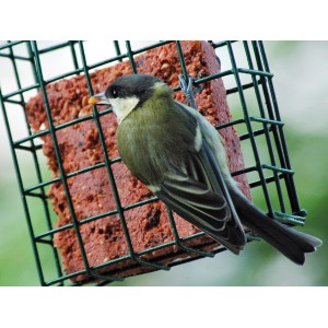 Meise am Dobar Energieblock Beeren Wildvogelfutter im grünen Futterkorb.