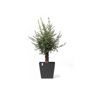 Dunkelgrauer Ecopots Pflanztopf Rotterdam mit Rollen und Olivenbaum, quadratisch.