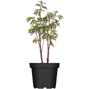 Strauchpfingstrose (Paeonia suffruticosa) im Topf, ca. 19 cm Ø. Ideal für Beet oder Kübel.