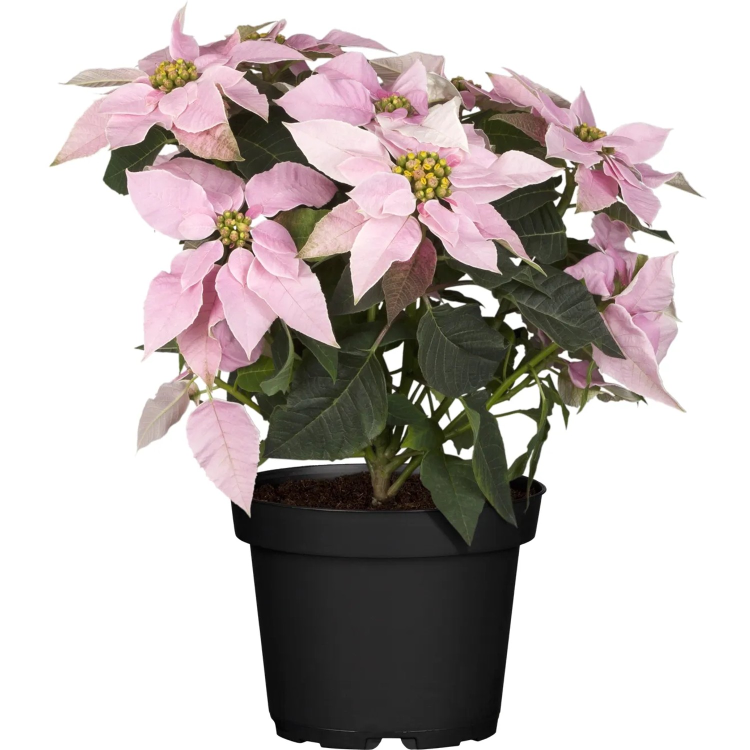 Herbststern Princettia Topf- 13 cm Euphorbia pulcherrima kaufen bei OBI