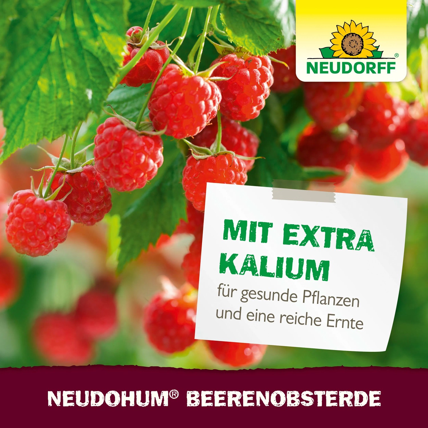 Neudorff Neudohum Beerenobst-Erde mit reifen Himbeeren und Hinweistext.