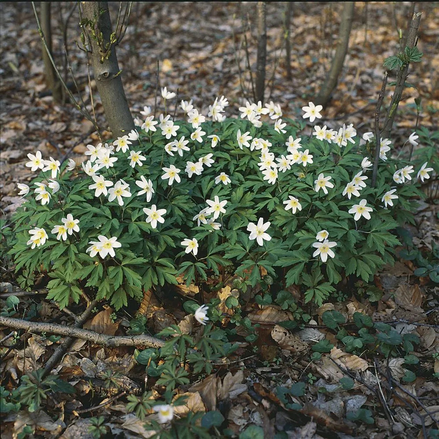 Blühendes OBI Wald-Windröschen mit weißen Blüten und grünen Blättern im natürlichen Umfeld.