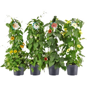 Schwarzäugige Susanne im Topf, verschiedene Farben. Schlingpflanze für sonnige Standorte.