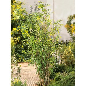 Immergrüner Pfeil-Bambus (Arundinaria) im Topf, ca. 26 cm Ø, als Sichtschutz für den Garten.