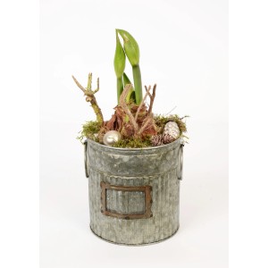 Amaryllis im Zinkeimer Topf-Ø ca. 14 cm