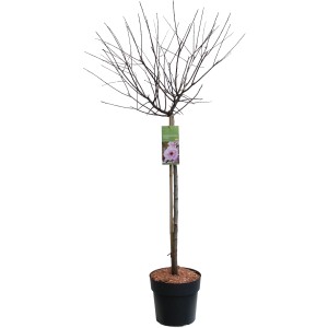 Wildpflaume "Pleniflora" Stämmchen Rosa Höhe ca. 80 - 100 cm Topf ca. 10 l