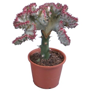 Lactea Kaktus im Topf, ca. 8,5 cm Ø, mit weiß-roten Akzenten. Dekorativer Kaktus für sonnige Standorte.