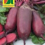 Austrosaat Rote Rüben Forono Saatgut, zylindrische Form.