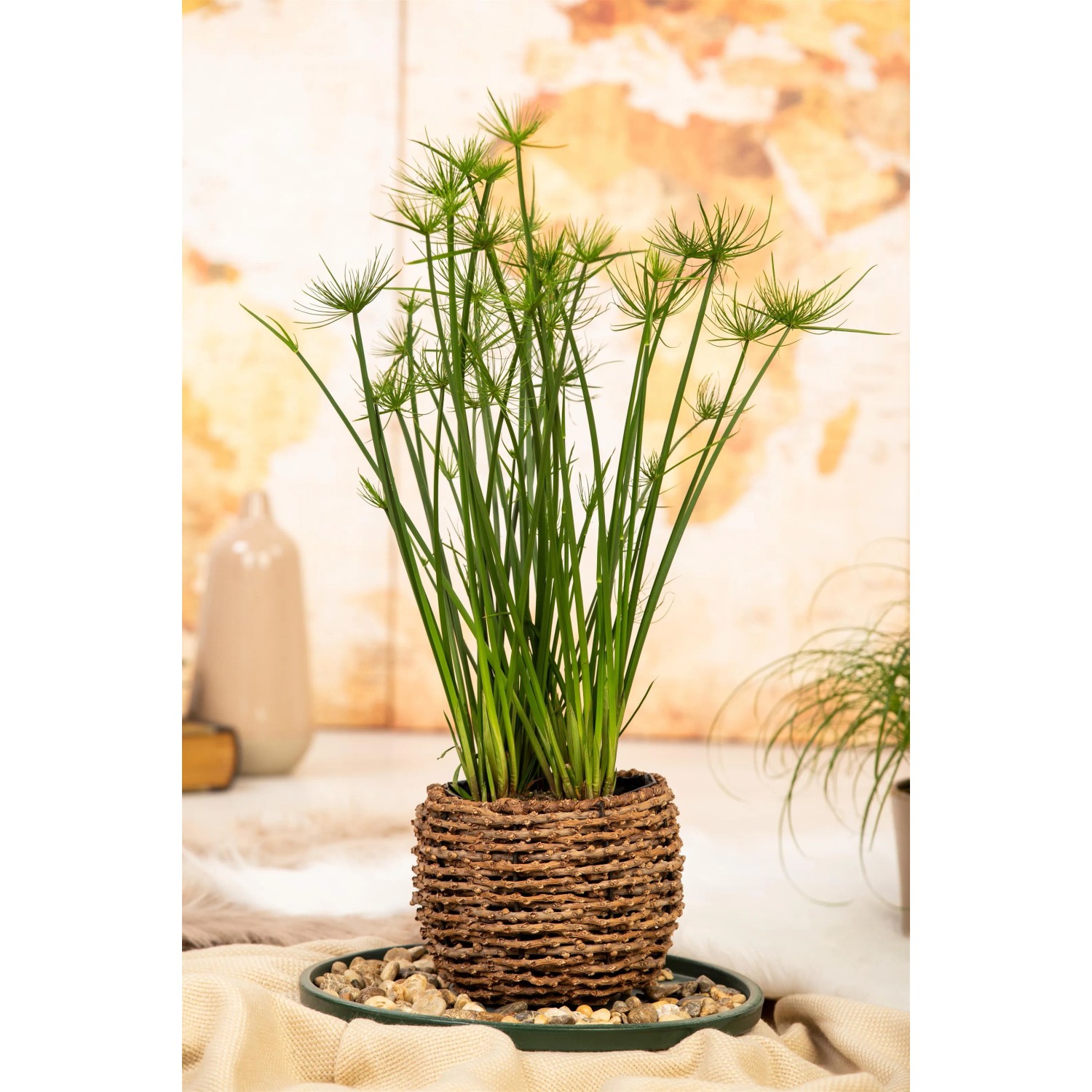 GROW by OBI Echter Papyrus Topf -18 cm Cyperus papyrus kaufen bei OBI