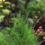 Moosfarbene Dennerle Aquariumpflanze Amblystegi um serpens, 5-10 cm, im Aquarium.