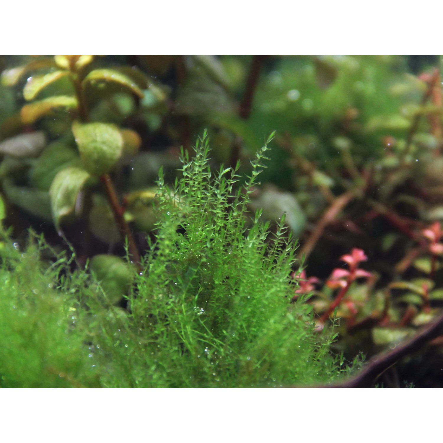 Moosfarbene Dennerle Aquariumpflanze Amblystegi um serpens, 5-10 cm, im Aquarium.