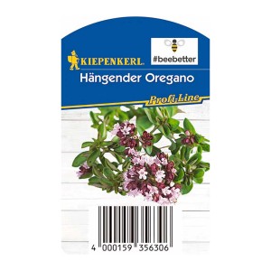 Kiepenkerl Hänge-Oregano im Topf, eine aromatische Küchenkräuter-Pflanze mit lila Blüten.