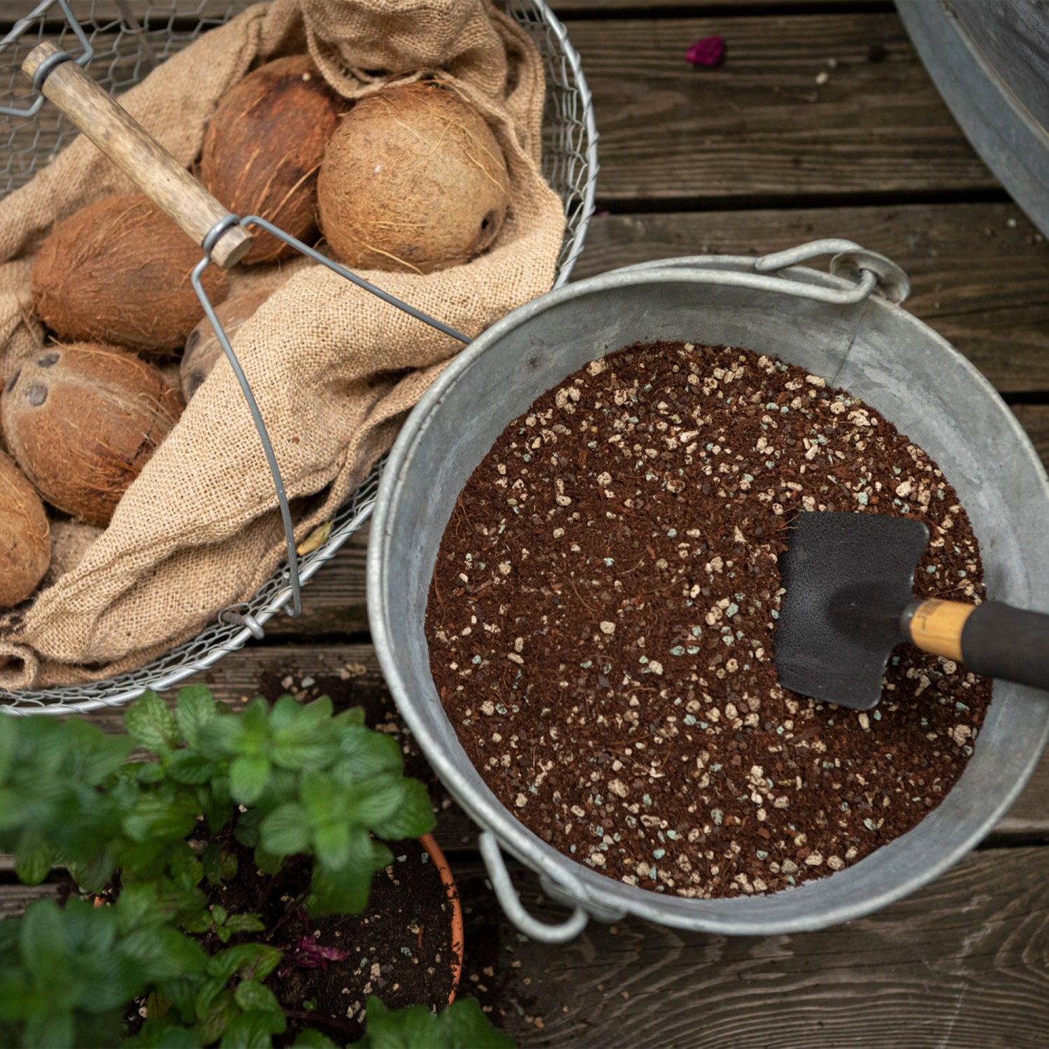 Lechuza Veggiepon Pflanzsubstrat im Eimer, Kokosnüsse im Korb, Spaten. Ideal für Gemüse und Obst.