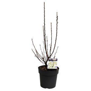 GROW by OBI Japanische Mandelkirsche Weiß Höhe ca. 40 cm Prunus tomentosa