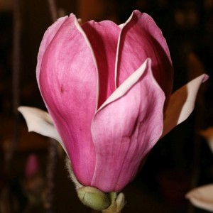 GROW by OBI Magnolie 'Satisfaction' Höhe ca. 80 m Topf 6 l Magnolia soul.