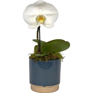 Arrangement mit weißer Schmetterlingsorchidee (Singolo) im blauen Topf, ca. 12 cm Topf-Ø.
