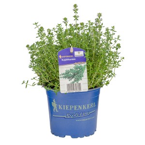 Kiepenkerl Italienischer Thymian Topf-Ø ca. 12 cm Thymus vulgaris