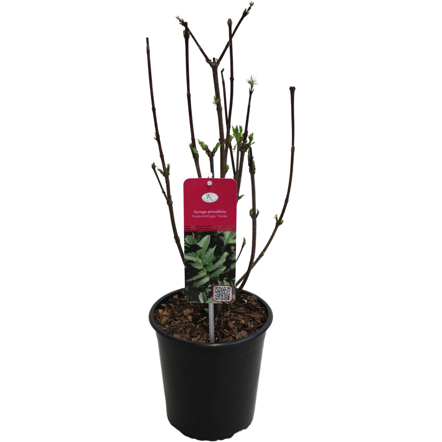 Fiederblttriger Flieder Hhe ca. 40 - 60 cm Topf ca. 3,5 l Syringa  pinnatifolia kaufen bei OBI