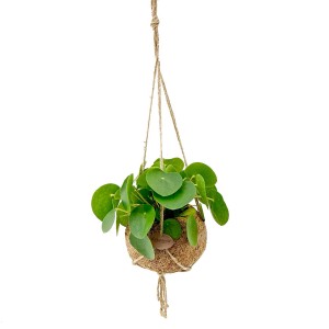 Glückstaler Pilea in Kokodama-Ampel, Topf ca. 15cm, eine dekorative Grünpflanze für Innenräume.