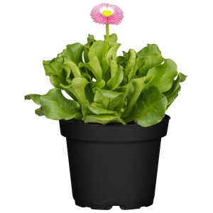 Rosa Gänseblümchen im Topf (Ø 9cm). Bellis perennis als Frühjahrsbepflanzung.