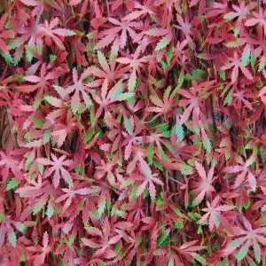 Tenax künstliche Hecke Divy 3D X-Tens Red Acer, rot-grüner Balkonsichtschutz mit Ahornblättern.