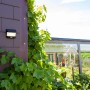 Lutec LED Solar Wandleuchte, mattschwarz, mit Weinrebe an Hauswand.