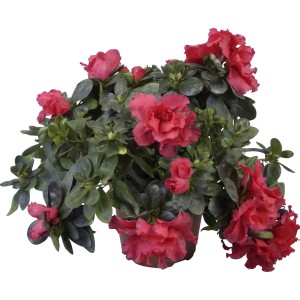 Zimmer-Azalee Mix im Topf, ca. 12 cm Durchmesser, mit roten Blüten und grünen Blättern.