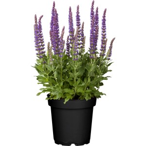 Steppen-Salbei 'Ostfriesland Violett' im Topf, violette Blüten.
