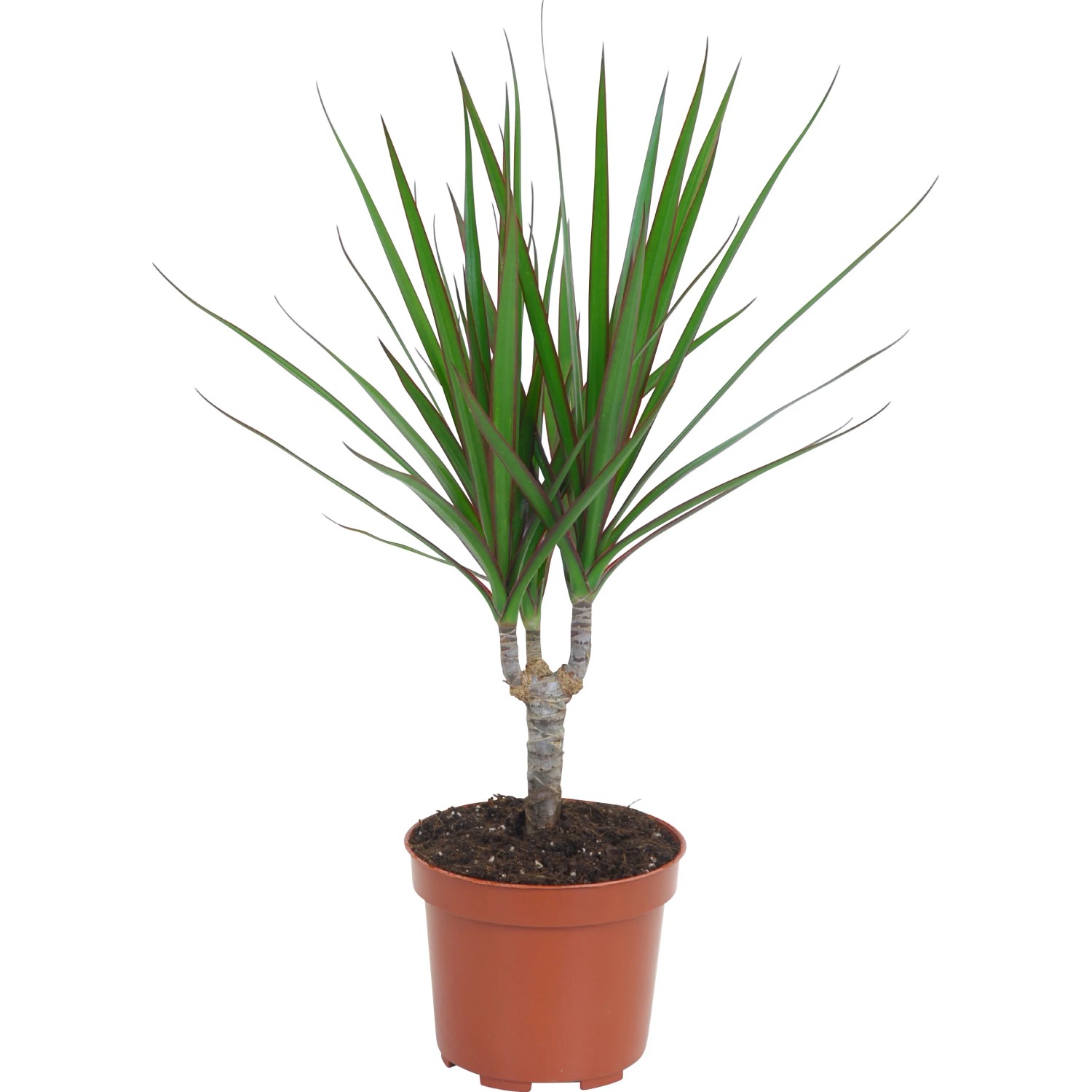 GROW by OBI Drachenbaum Topf  ca. 12 cm Dracaena Marginata kaufen bei OBI