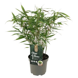 Gartenbambus One Boo im Topf, ca. 20-30 cm hoch, immergrüne Blätter.