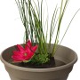 Wasserpflanzen Mix im Korb (Ø 45cm) mit roter Blüte und grünen Gräsern für den Gartenteich.