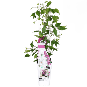 Waldrebe "Vicky" Rosa Höhe ca. 50 - 60 cm Topf ca. 1,5 l Clematis