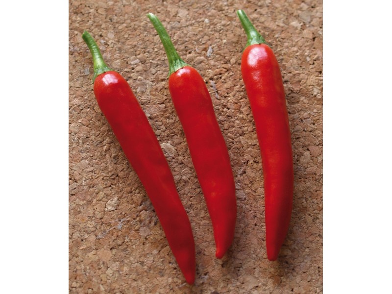Grow by OBI Peperoni Scharf TopfØ ca. 10,5 cm "Capsicum annuum" kaufen